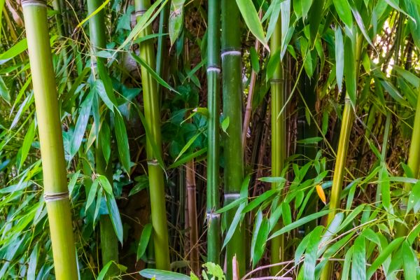 Bamboo Trimming in Payson