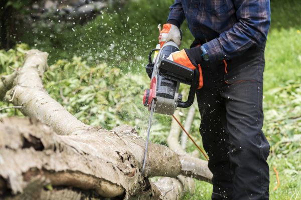 Branch Removal Service in Payson