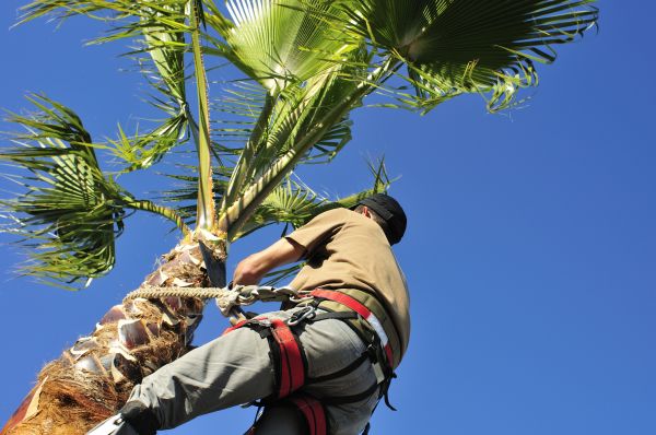 Palm Tree Trimming in Payson