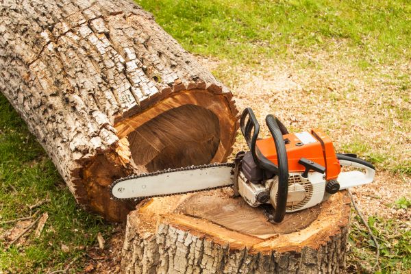 Tree Cutting Service in Payson