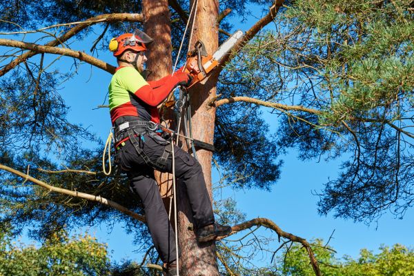Tree Service in Payson