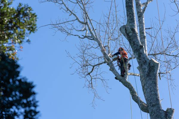 Tree Topping Service in Payson