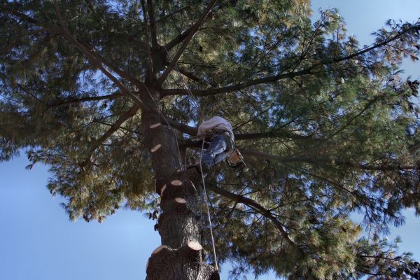Trimming Service in Payson