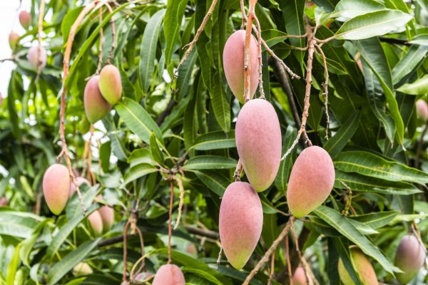 Mango Tree Trimming in Payson