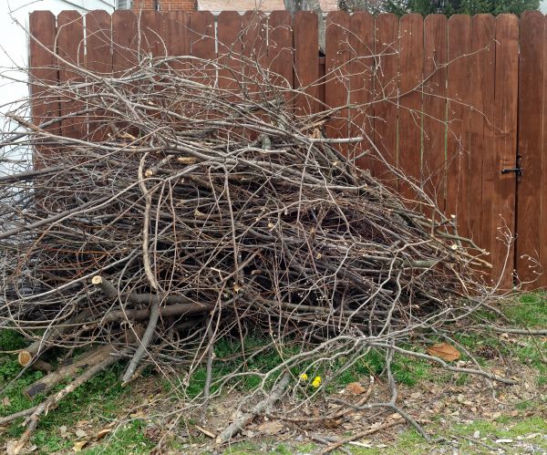 Dead Branch Removal in Payson
