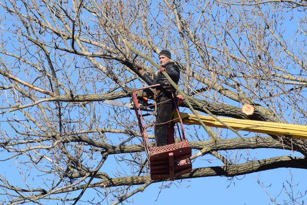 Emergency Tree Trimming in Payson
