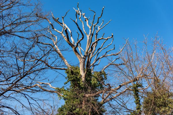 Deadwood Removal in Payson