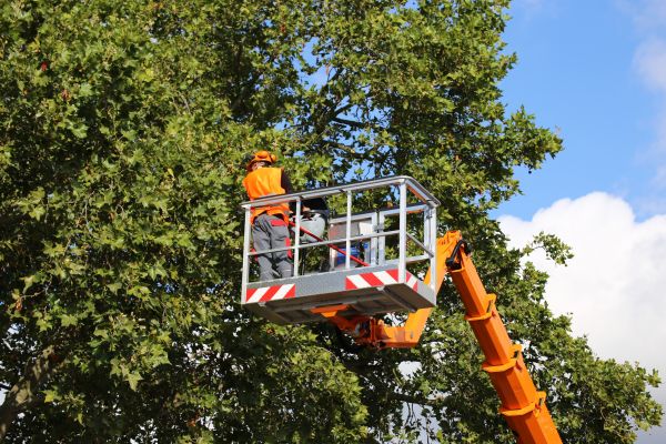 Commercial Tree Service in Payson