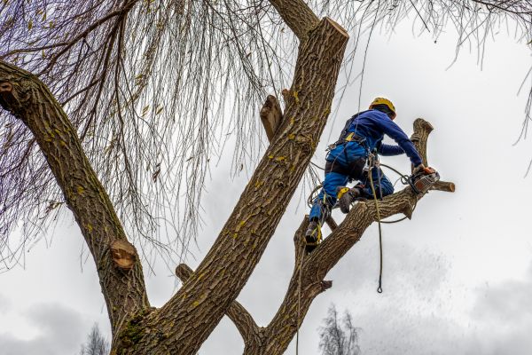 Tree Maintenance Service in Payson