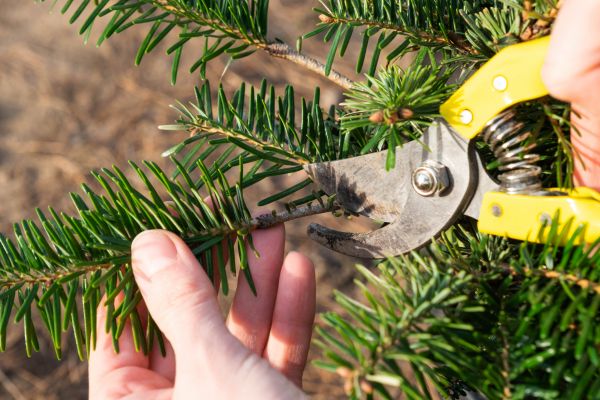 Pine Tree Pruning in Payson