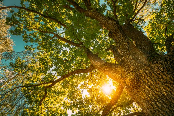 Oak Tree Pruning in Payson