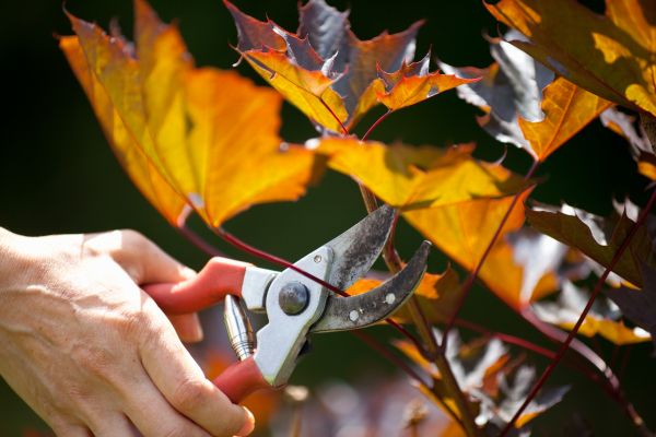 Maple Tree Pruning in Payson