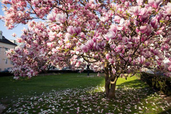 Magnolia Tree Pruning in Payson
