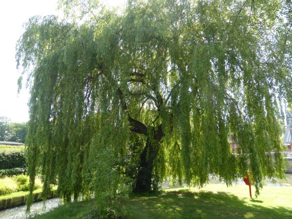 Willow Tree Trimming in Payson