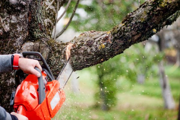 Tree Limbs Removal in Payson