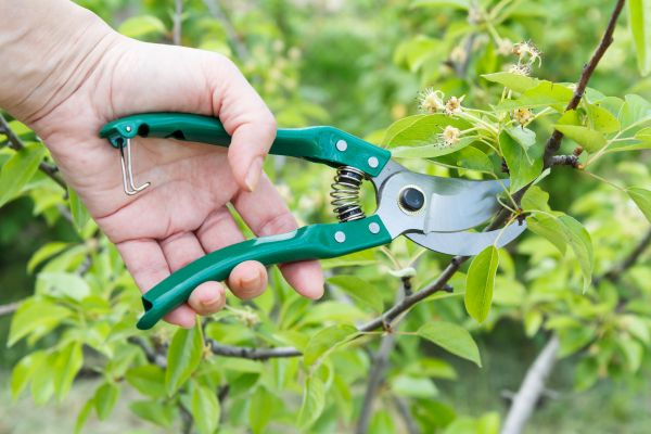 Pear Tree Pruning in Payson