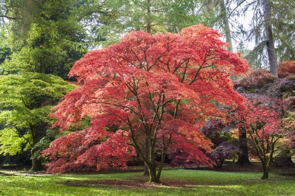 Japanese Maple Pruning in Payson