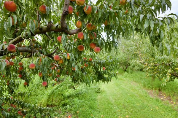 Peach Tree Pruning in Payson