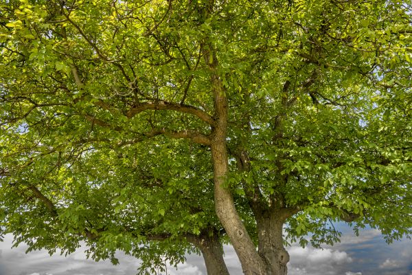 Walnut Tree Trimming in Payson