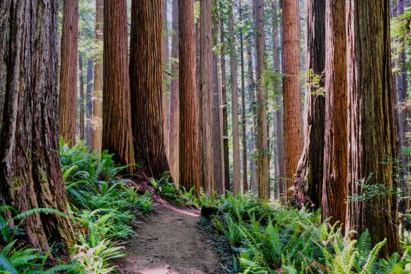 Redwood Tree Trimming in Payson
