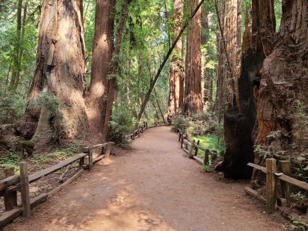 Redwood Tree Pruning in Payson