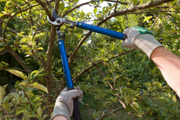 Residential Tree Pruning in Payson