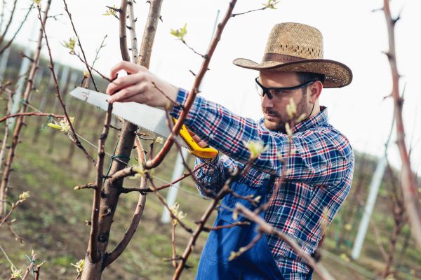 Orchard Tree Pruning in Payson