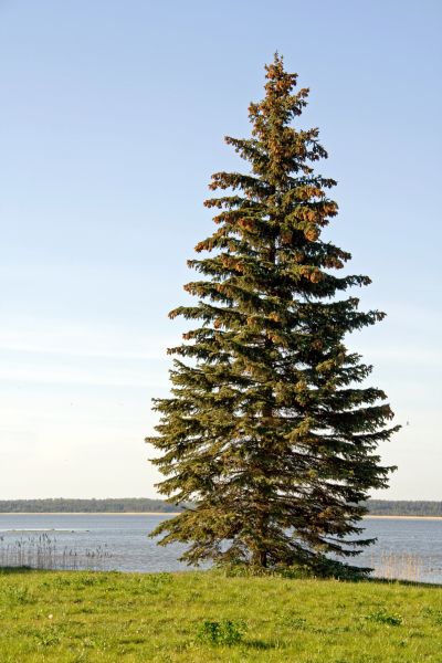 Spruce Tree Pruning in Payson