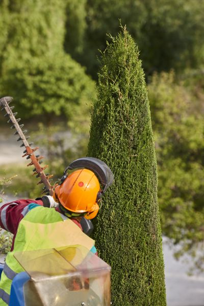 Cypress Tree Trimming in Payson