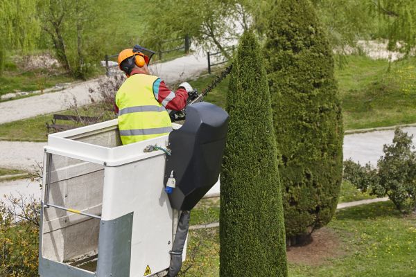 Cypress Tree Pruning in Payson