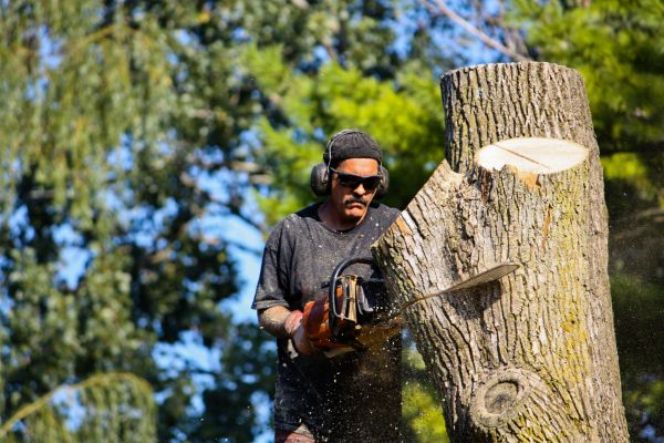Ash Tree Pruning in Payson