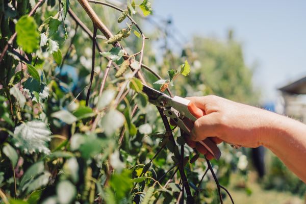 Birch Tree Pruning in Payson