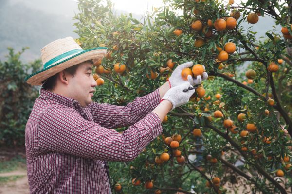 Orange Tree Pruning in Payson