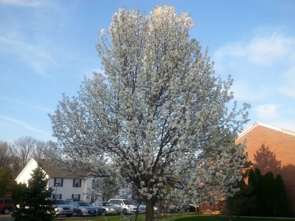 Bradford Pear Tree Pruning in Payson