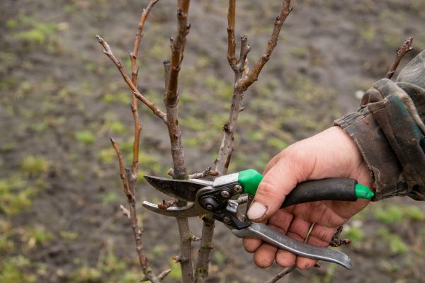 Pear Trees Pruning in Payson