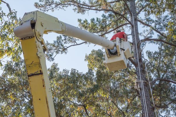 Limbs Trimming in Payson