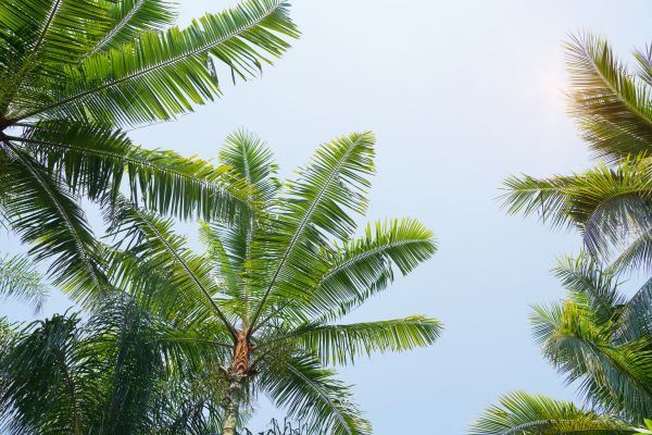 Queen Palm Tree Trimming in Payson