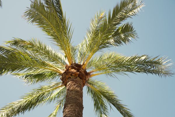 Queen Palm Pruning in Payson