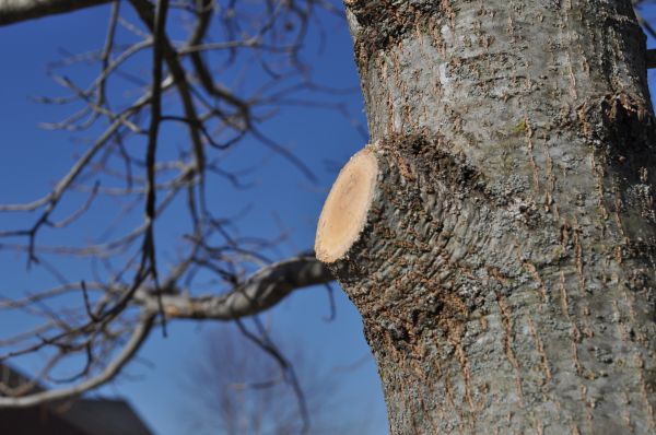 Limb Pruning in Payson