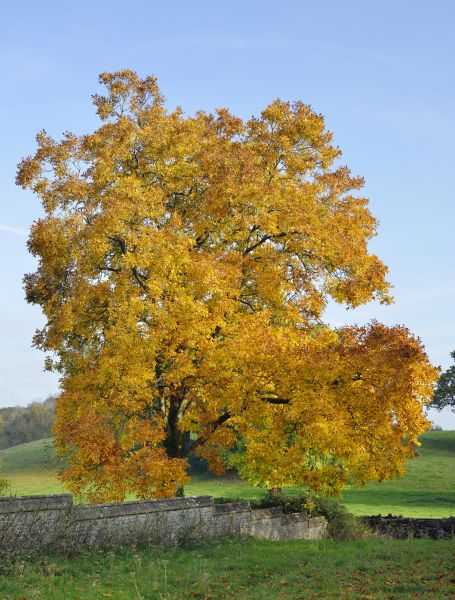 Hickory Tree Trimming in Payson