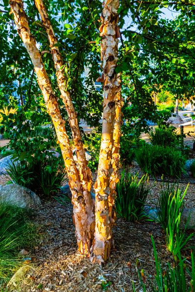 River Birch Trimming in Payson