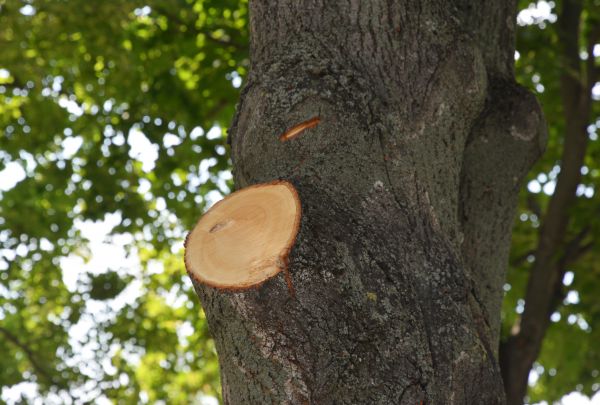 Limb Cutting in Payson