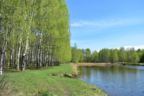 River Birch Pruning in Payson