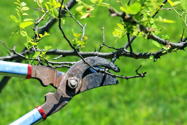 Branches Pruning in Payson