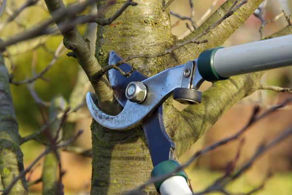 Tree Limb Trimming Service in Payson