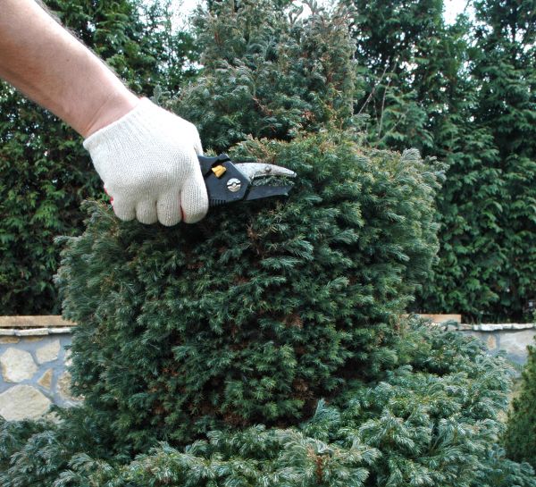 Ornamental Tree Trimming in Payson