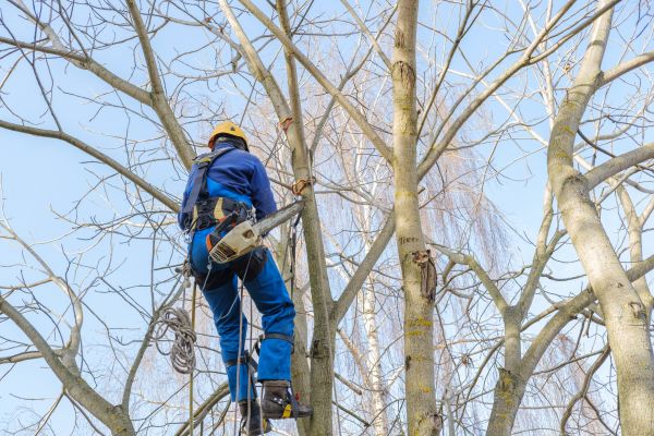 Large Tree Trimming in Payson