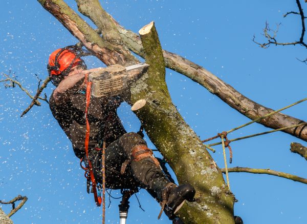 Tree Trimming Service in Payson