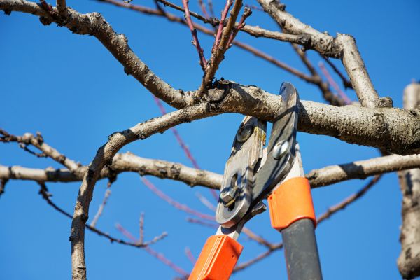 Tree Pruning in Payson