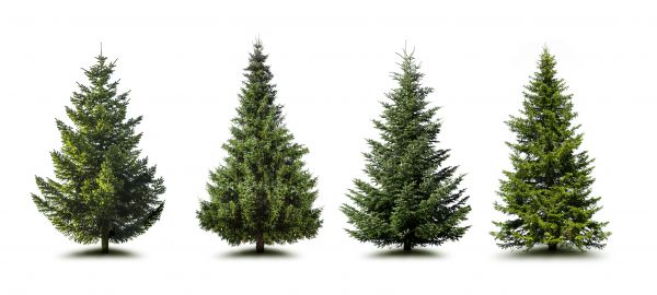 Cost of Pine Tree Trimming in Payson